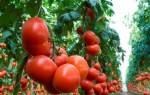 Высокорослые помидоры лучшие сорта + фото видео отзывы