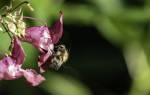 Как пчелы переносят пыльцу сбор опыление растений как привлечь в теплицу