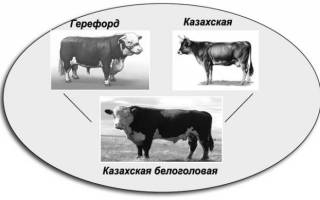 Казахская белоголовая порода коров характеристика отзывы