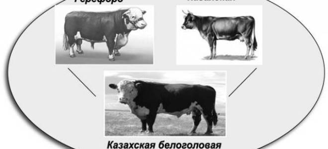 Казахская белоголовая порода коров характеристика отзывы