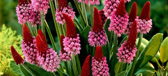 Примула многолетняя посадка и уход + фото