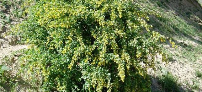 Барбарис цельнокрайний (berberis integerrima) описание фото