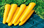 Желтая морковь описание сорта с фото