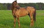 Донская лошадь характеристика фото масти отзывы
