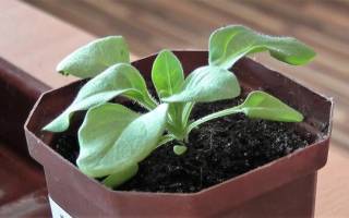 Чем подкормить рассаду петунии для роста