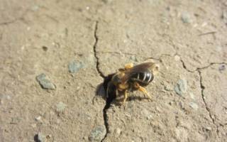 Земляные пчелы описание как добыть мед