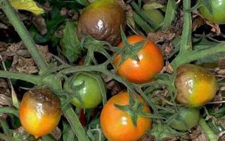 Чем обработать помидоры от фитофторы
