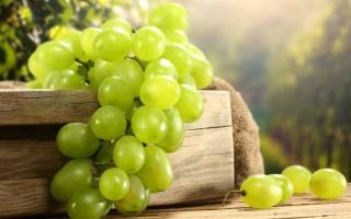 Домашнее вино из зеленого винограда