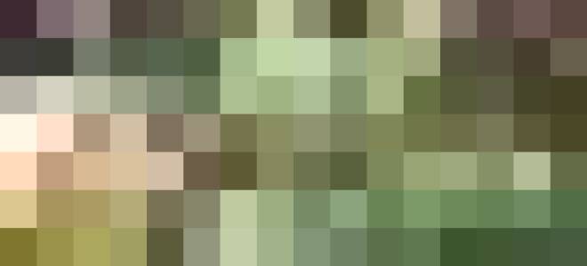 Подкормка помидор для роста