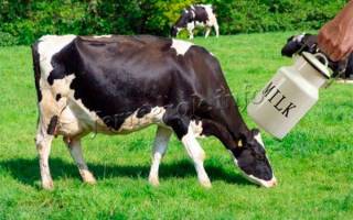 Молочные породы коров описание фото