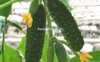 Огурцы адам f1 отзывы фото описание