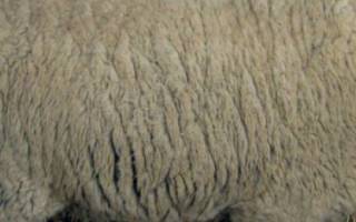 Ташлинская порода овец описание фото отзывы