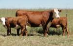 Герефордская порода коров характеристика отзывы
