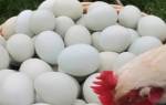 Куры клюют яйца причина и что делать