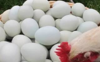 Куры клюют яйца причина и что делать