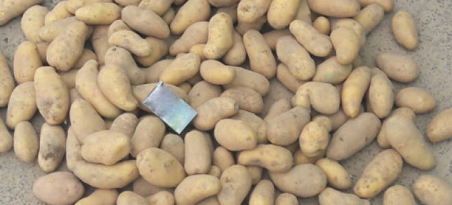 Картофель гранада описание сорта фото отзывы