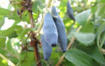 Жимолость голубое веретено описание сорта фото отзывы посадка и уход