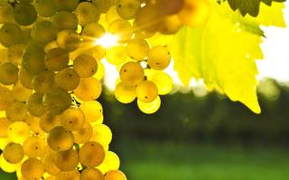 Морозостойкие сорта винограда описание фото отзывы