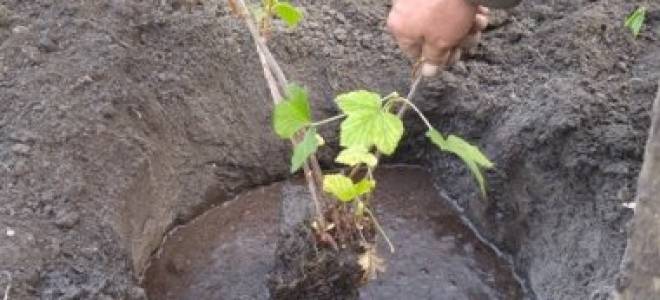 Посадка смородины осенью саженцами