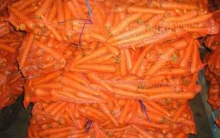 Кормовая морковь характеристика сорта фото