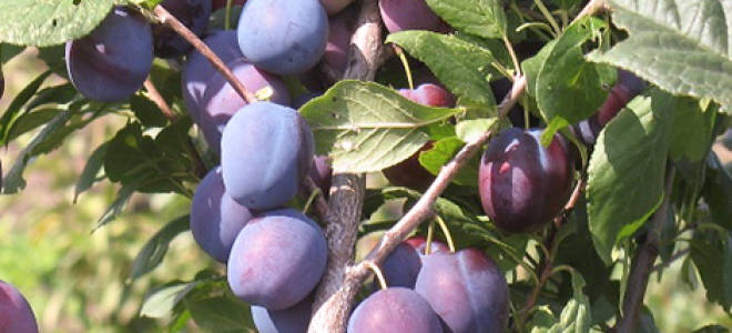 Слива богатырская описание сорта фото отзывы