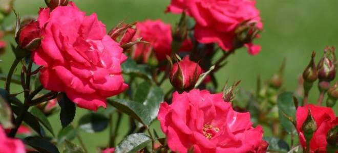 Садовые розы осенью