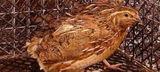 Порода японский перепел описание с фото отзывы содержание