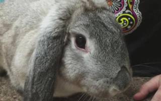 Болезни глаз у кроликов фото чем лечить