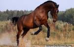 Тракененская лошадь характеристики + фото