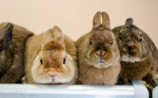 Декоративные кролики породы с фото