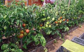 Когда высаживать рассаду помидор в открытый грунт