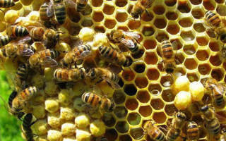 Как пчелы делают мед как собирают как производят как вырабатывают из нектара как делают соты где откладывают