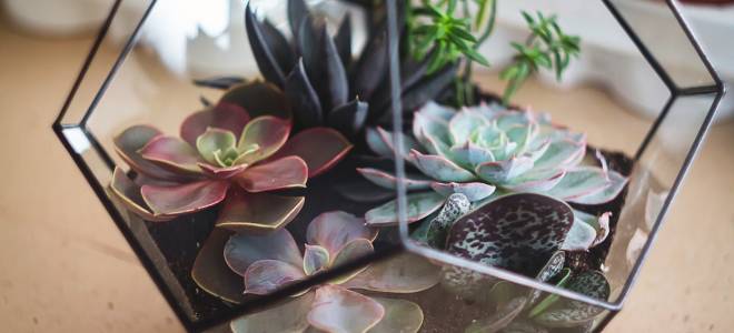 Как создать флорариум своими руками – пошаговая инструкция для начинающих