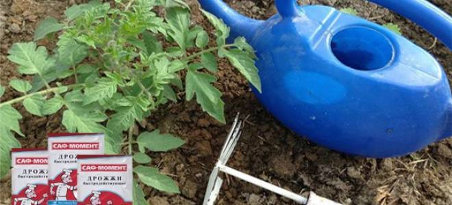 Дрожжевая подкормка для огурцов и помидоров