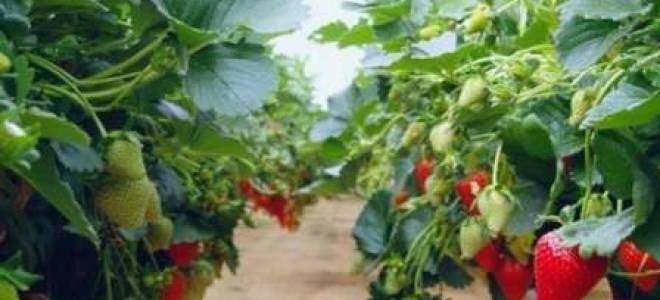 Выращивание клубники в горшках на улице