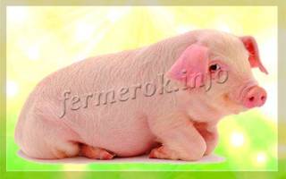 Породы свиней с фото и описанием