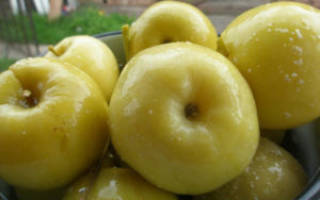 Моченые яблоки польза и вред