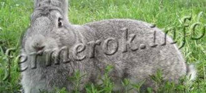 Серый великан порода кроликов
