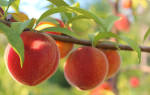 Обрезка персика осенью видео для начинающих сроки правила
