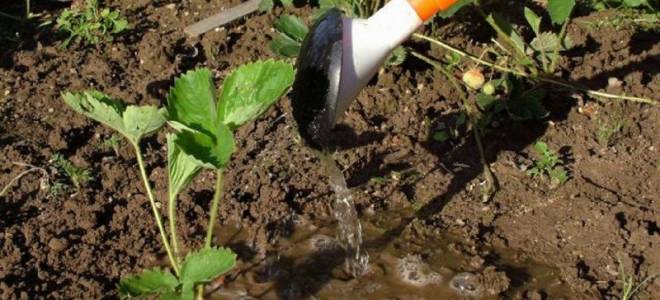 Чем подкормить клубнику во время цветения