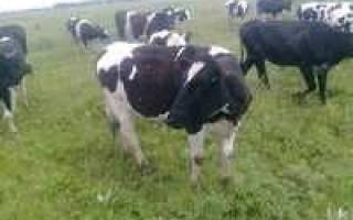 Холмогорская порода коров характеристика фото отзывы