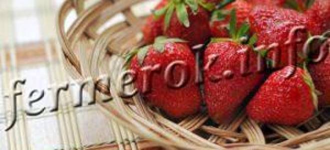 Клубника искушение описание сорта фото отзывы