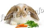 Кролик вислоухий баран фото описание породы