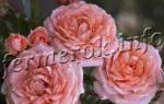 Пионовидные розы фото описание сортов