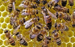 Пчеломатка (королева пчел) виды как выглядит фото размер как появляется облет