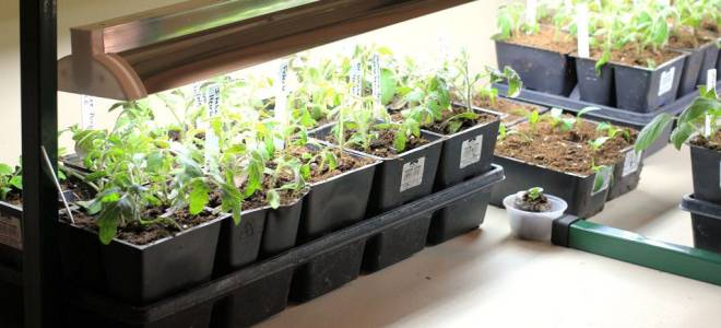 Люминесцентные лампы для рассады как выбрать какая лучше