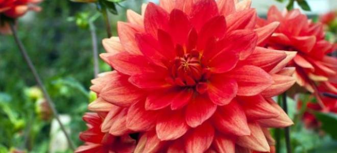 Сорта георгинов с фото и названиями