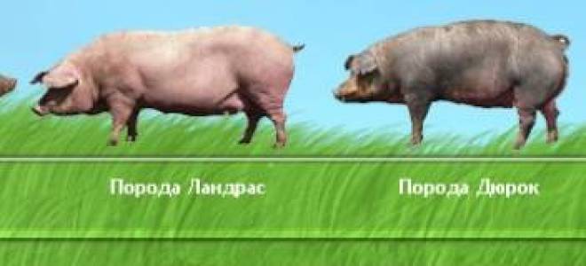 Порода свиней дюрок фото отзывы