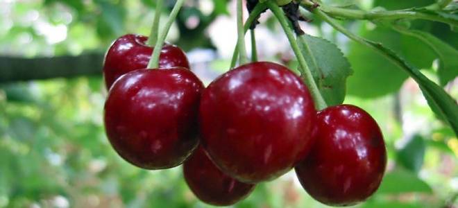 Вишня польза и вред для организма