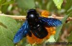 Пчела плотник (обыкновенная древесная) фото и описание укус как избавиться методы борьбы